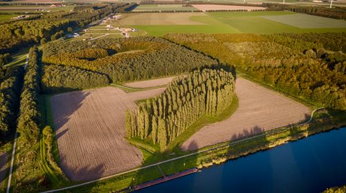 een kathedraal van bomen in een plat landschap